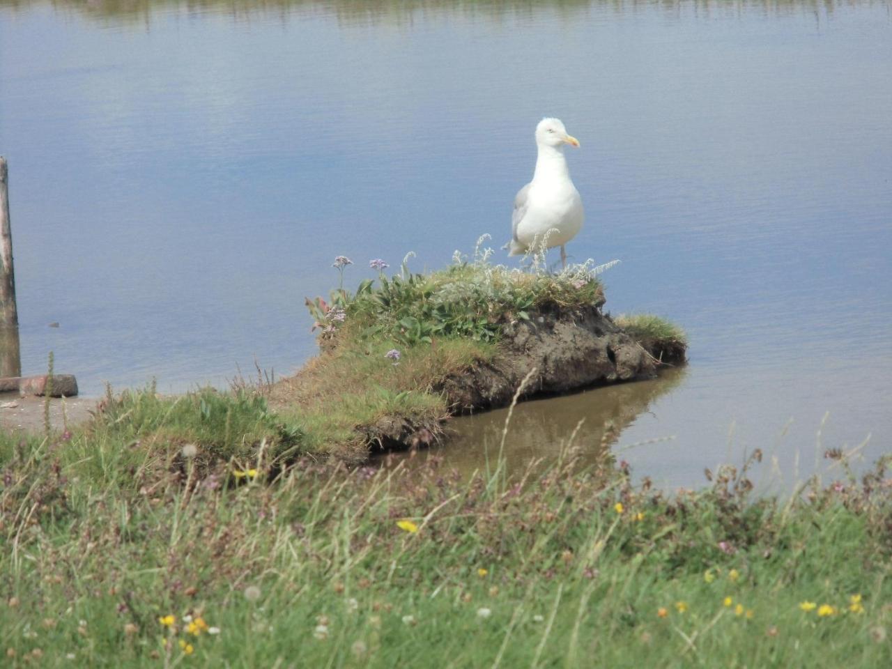 Haus-Halligblick-Ferienwohnung-Hamburger-Hallig Dagebull Bagian luar foto